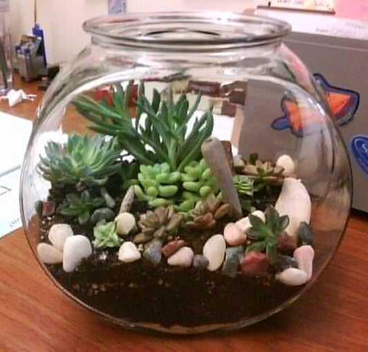 Create Your Own Mini Terrarium Garden 🌱 - Little Dreamers Club