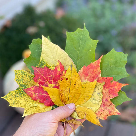 Fall Leaf Sorting Activity – Learn Colors, Shapes & Sizes - Little Dreamers Club