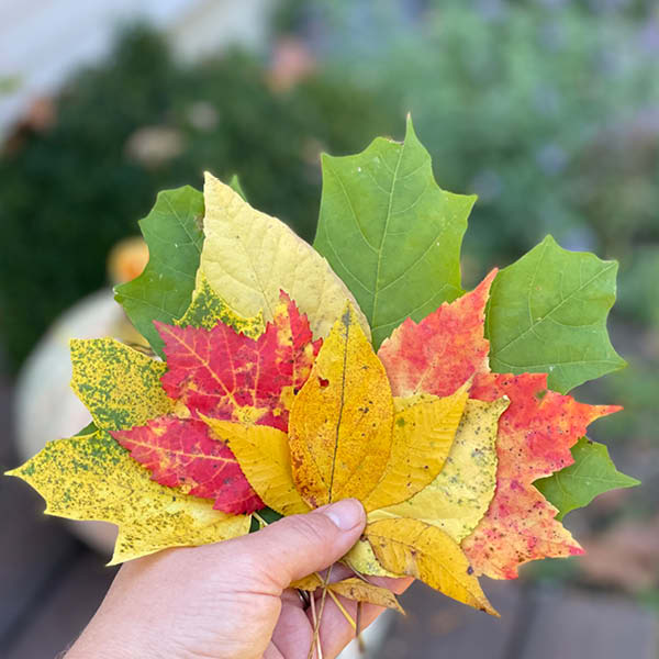 Fall Leaf Sorting Activity – Learn Colors, Shapes & Sizes - Little Dreamers Club