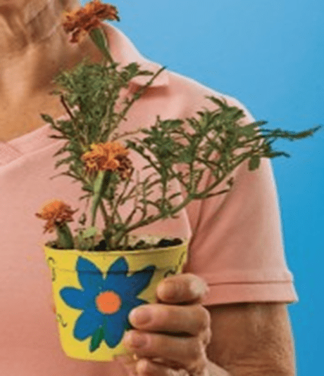 Person holding a potted plant with a blue and yellow pot against a blue background