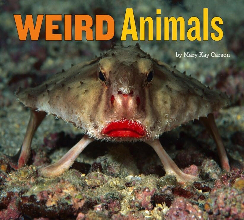 Photo of Weird Animals Book Cover
